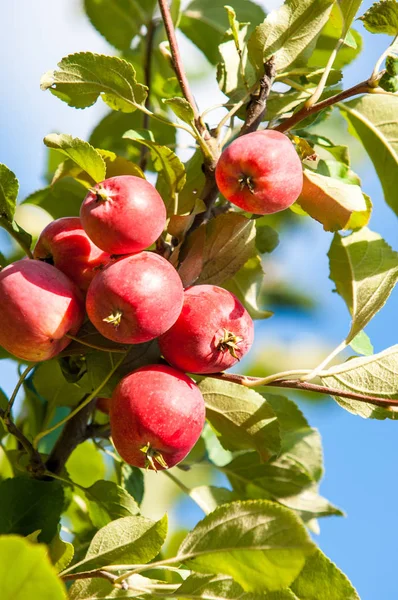 사과와 와일드 Malus Rosaceae 낙엽수 — 스톡 사진