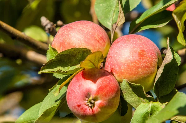 Yaban elması ve yaban elması. Malus, gülgiller (Rosaceae) familyasından bir elma ağacı cinsidir.
