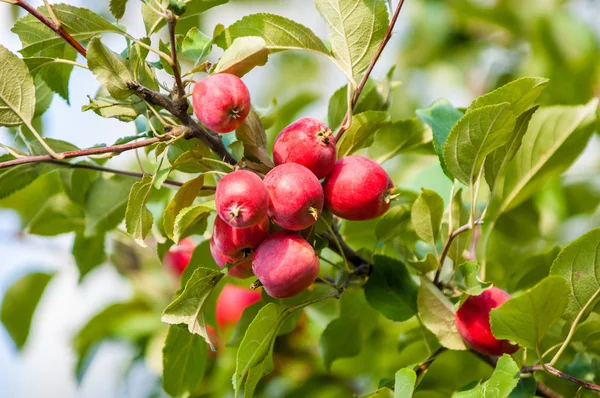 Caranguejo Maçã Selvagem Malus Género Botânico Pertencente Família Rosaceae — Fotografia de Stock