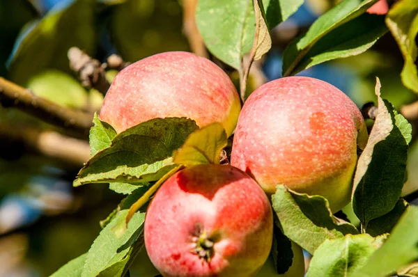 사과와 와일드 Malus Rosaceae 낙엽수 — 스톡 사진