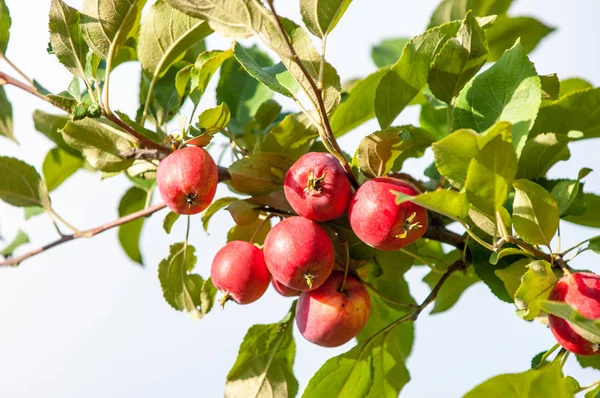 Yaban elması ve yaban elması. Malus, gülgiller (Rosaceae) familyasından bir elma ağacı cinsidir.