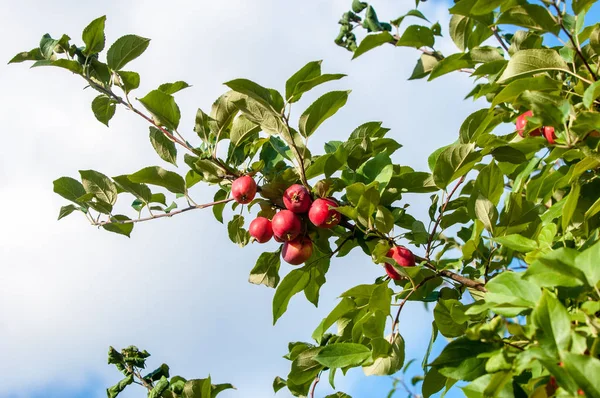 Yaban elması ve yaban elması. Malus, gülgiller (Rosaceae) familyasından bir elma ağacı cinsidir.