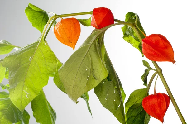 Yaban elması ve yaban elması. Malus, gülgiller (Rosaceae) familyasından bir elma ağacı cinsidir.