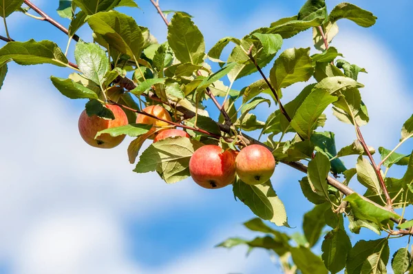 Rákalma Vadalma Malus Rosaceae Családba Tartozó Kis Lombhullató Almafajok Vagy — Stock Fotó