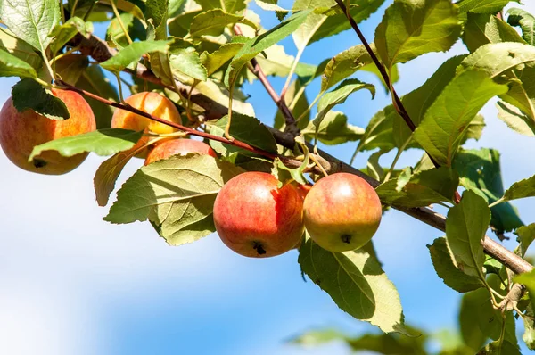 Jabłko Dzikie Jabłko Malus Jest Rodzajem Gatunkach Małych Drzew Liściastych — Zdjęcie stockowe