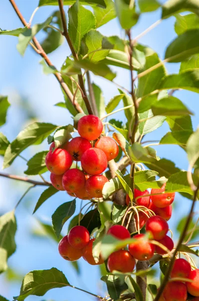 Caranguejo Maçã Selvagem Malus Género Botânico Pertencente Família Rosaceae — Fotografia de Stock