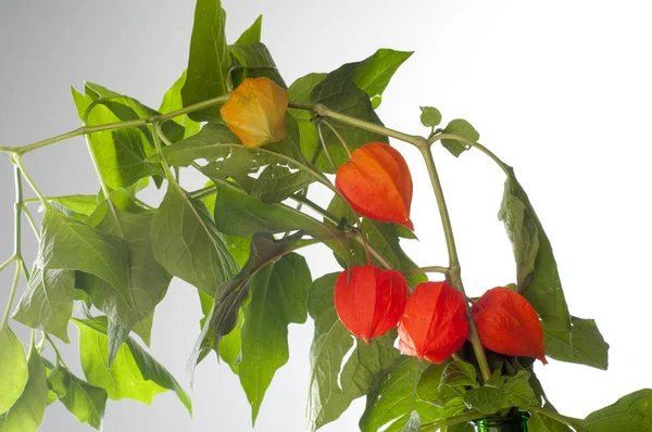 Physalis. Avrupa çalı 