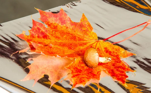 ポルチーニ茸 秋のカエデを葉します — ストック写真