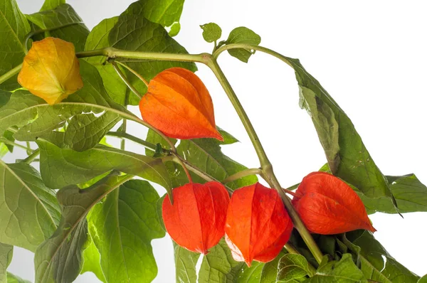 Physalis. Avrupa çalı 