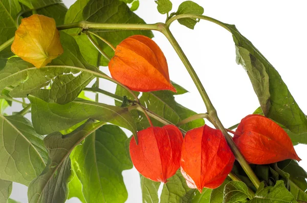 Physalis. Avrupa çalı 