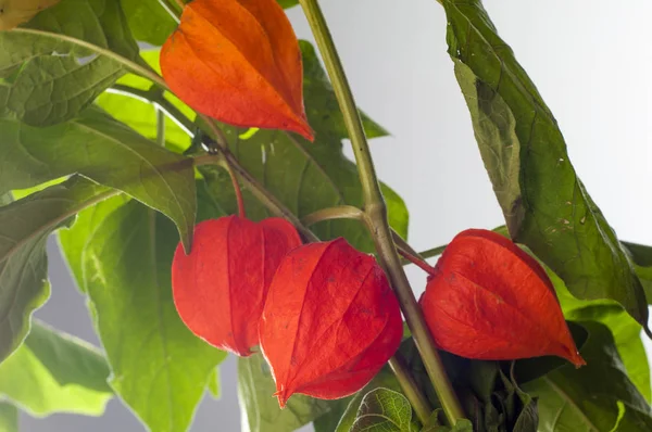 Physalis. Avrupa çalı 