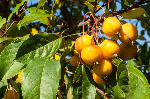 Yaban elması ve yaban elması. Malus, gülgiller (Rosaceae) familyasından bir elma ağacı cinsidir.