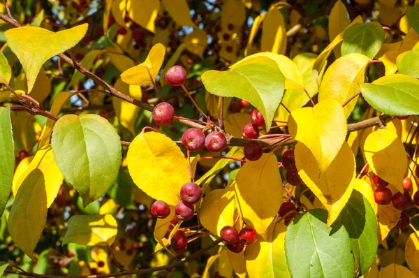 Yaban elması ve yaban elması. Malus, gülgiller (Rosaceae) familyasından bir elma ağacı cinsidir.
