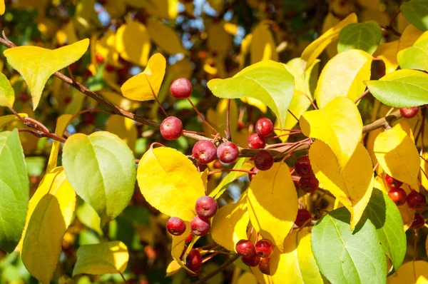 Cangrejo Manzana Silvestre Malus Género Manzanos Perteneciente Familia Rosaceae —  Fotos de Stock