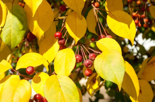 Yaban elması ve yaban elması. Malus, gülgiller (Rosaceae) familyasından bir elma ağacı cinsidir.
