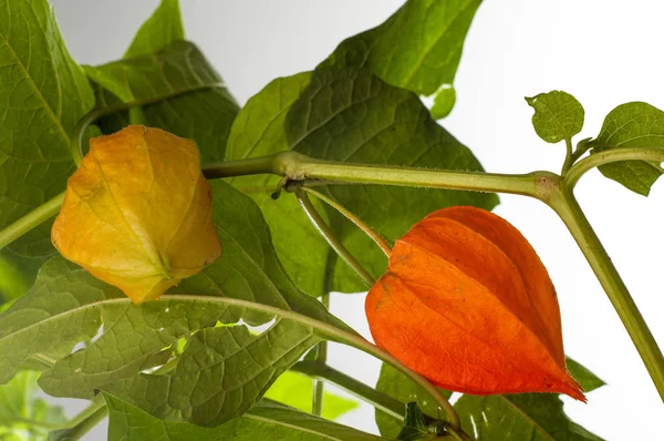 Physalis European Shrub Also Called Ground Cherry Prunus Fruticosa — Stock Photo, Image