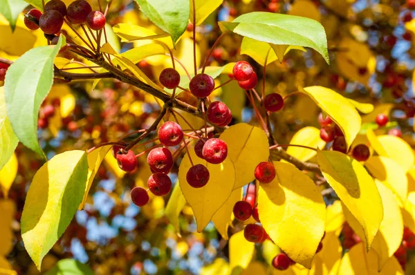 Yaban elması ve yaban elması. Malus, gülgiller (Rosaceae) familyasından bir elma ağacı cinsidir.