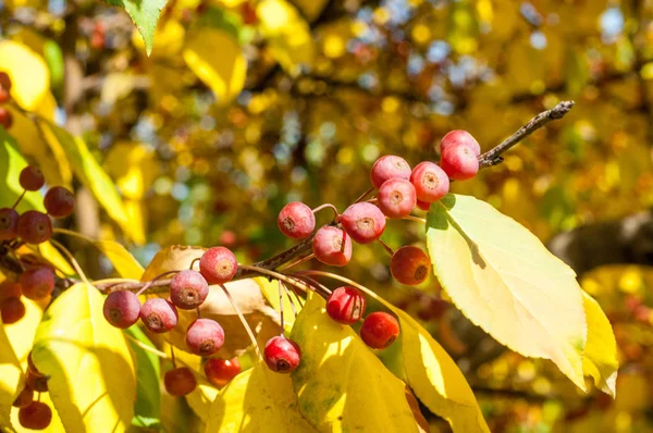 Yaban elması ve yaban elması. Malus, gülgiller (Rosaceae) familyasından bir elma ağacı cinsidir.