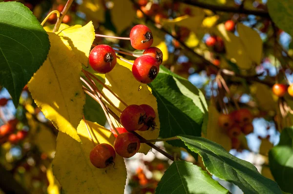 Yaban elması ve yaban elması. Malus, gülgiller (Rosaceae) familyasından bir elma ağacı cinsidir.