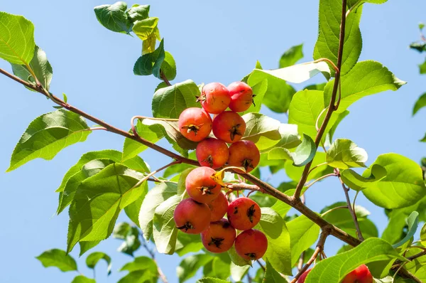 Yaban elması ve yaban elması. Malus, gülgiller (Rosaceae) familyasından bir elma ağacı cinsidir.