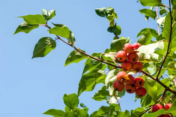 Yaban elması ve yaban elması. Malus, gülgiller (Rosaceae) familyasından bir elma ağacı cinsidir.