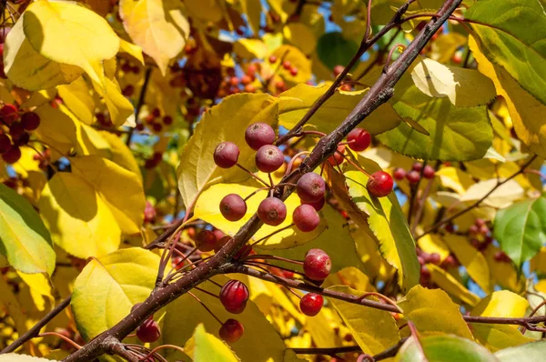Yaban elması ve yaban elması. Malus, gülgiller (Rosaceae) familyasından bir elma ağacı cinsidir.
