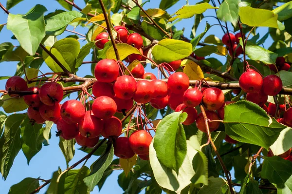 Yaban elması ve yaban elması. Malus, gülgiller (Rosaceae) familyasından bir elma ağacı cinsidir.