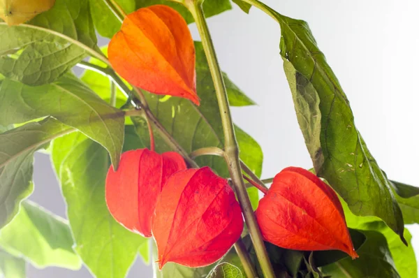 Physalis. Avrupa çalı 