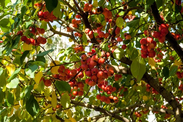 Yaban elması ve yaban elması. Malus, gülgiller (Rosaceae) familyasından bir elma ağacı cinsidir.