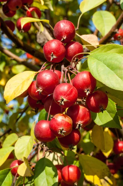 Yaban elması ve yaban elması. Malus, gülgiller (Rosaceae) familyasından bir elma ağacı cinsidir.