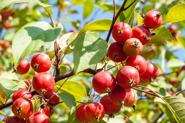 Yaban elması ve yaban elması. Malus, gülgiller (Rosaceae) familyasından bir elma ağacı cinsidir.