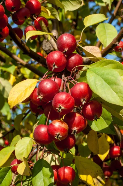 Yaban elması ve yaban elması. Malus, gülgiller (Rosaceae) familyasından bir elma ağacı cinsidir.