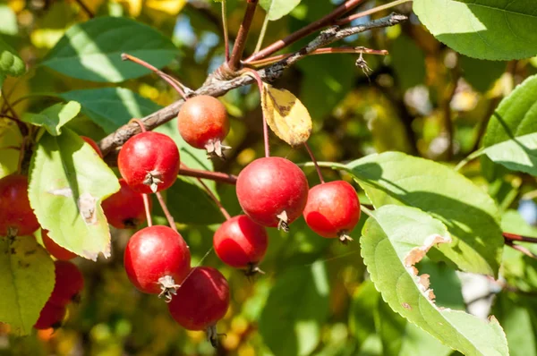 Rákalma Vadalma Malus Rosaceae Családba Tartozó Kis Lombhullató Almafajok Vagy — Stock Fotó