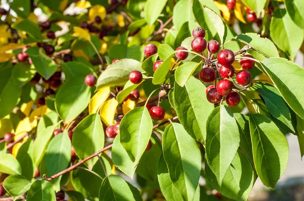 Yaban elması ve yaban elması. Malus, gülgiller (Rosaceae) familyasından bir elma ağacı cinsidir.