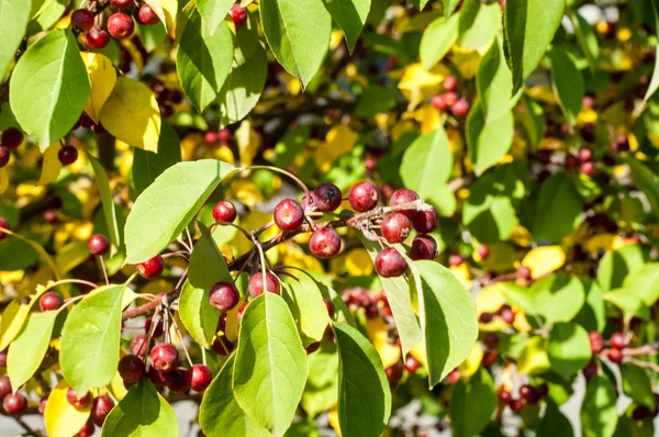 Yaban elması ve yaban elması. Malus, gülgiller (Rosaceae) familyasından bir elma ağacı cinsidir.