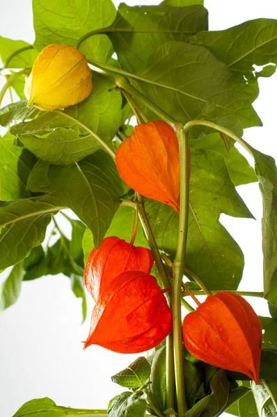 Physalis. Avrupa çalı 