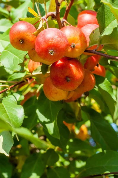 Yaban elması ve yaban elması. Malus, gülgiller (Rosaceae) familyasından bir elma ağacı cinsidir.