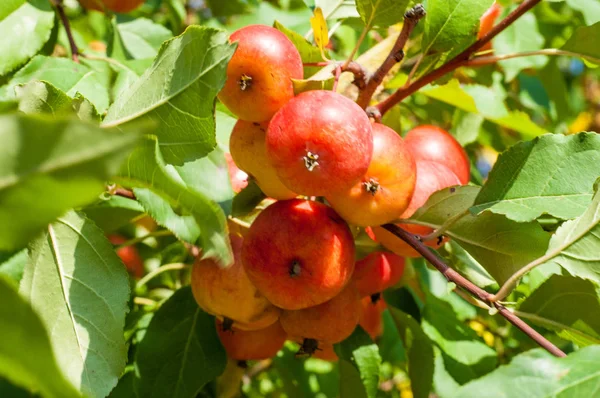Yaban elması ve yaban elması. Malus, gülgiller (Rosaceae) familyasından bir elma ağacı cinsidir.