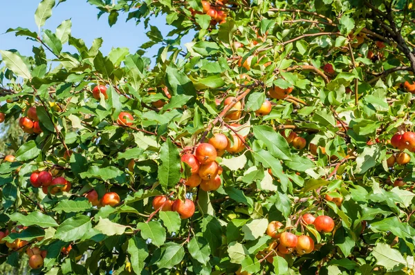 Yaban elması ve yaban elması. Malus, gülgiller (Rosaceae) familyasından bir elma ağacı cinsidir.