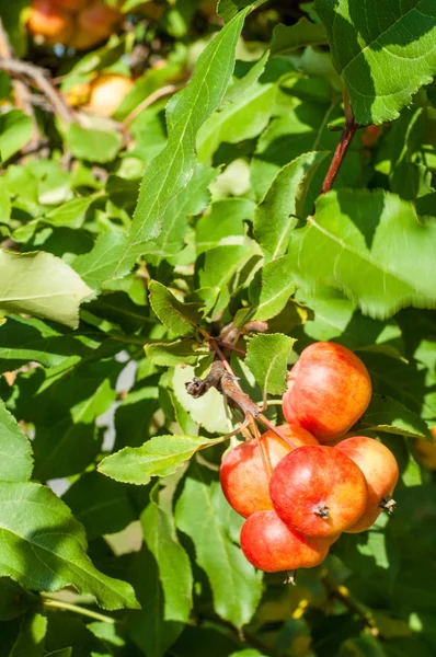 Jabłko Dzikie Jabłko Malus Jest Rodzajem Gatunkach Małych Drzew Liściastych — Zdjęcie stockowe