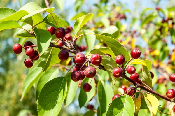 Yaban elması ve yaban elması. Malus, gülgiller (Rosaceae) familyasından bir elma ağacı cinsidir.