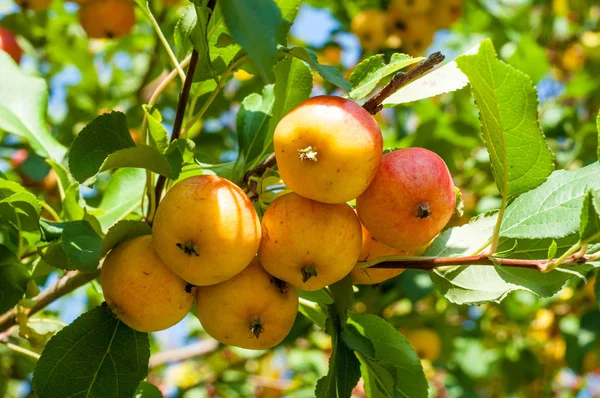 Yaban elması ve yaban elması. Malus, gülgiller (Rosaceae) familyasından bir elma ağacı cinsidir.