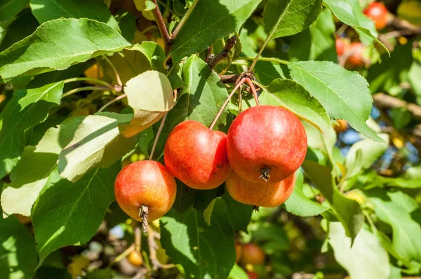 Rákalma Vadalma Malus Rosaceae Családba Tartozó Kis Lombhullató Almafajok Vagy — Stock Fotó