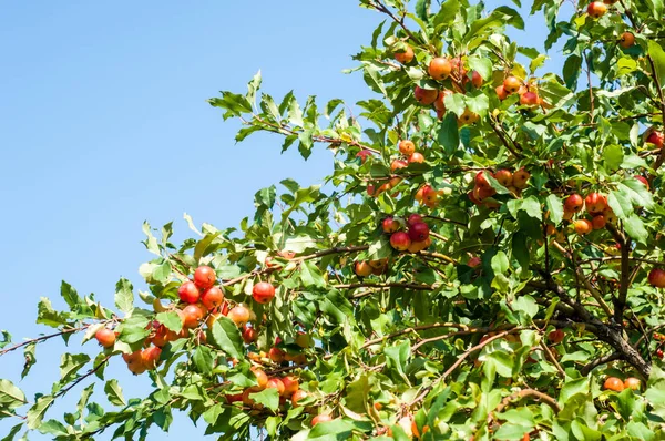 Yaban elması ve yaban elması. Malus, gülgiller (Rosaceae) familyasından bir elma ağacı cinsidir.