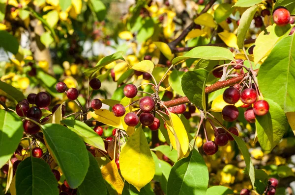 Yaban elması ve yaban elması. Malus, gülgiller (Rosaceae) familyasından bir elma ağacı cinsidir.