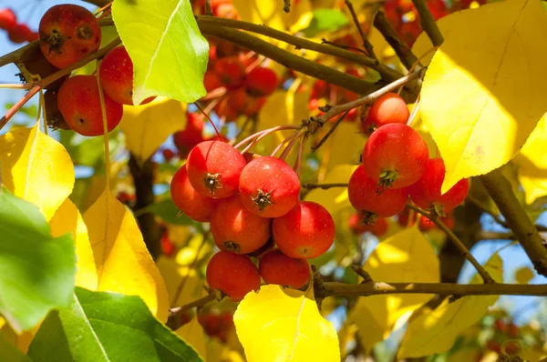 Yaban elması ve yaban elması. Malus, gülgiller (Rosaceae) familyasından bir elma ağacı cinsidir.