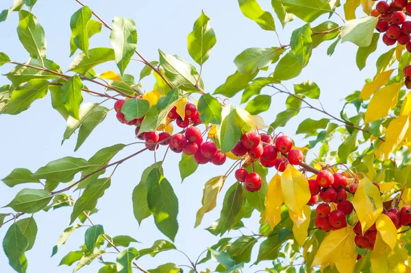 Yaban elması ve yaban elması. Malus, gülgiller (Rosaceae) familyasından bir elma ağacı cinsidir.