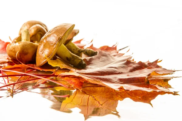 Boletus mantar, sonbahar akçaağaç yaprakları.