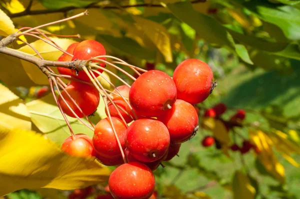 Yaban elması ve yaban elması. Malus, gülgiller (Rosaceae) familyasından bir elma ağacı cinsidir.