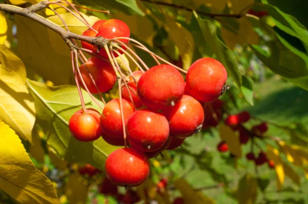 Rákalma Vadalma Malus Rosaceae Családba Tartozó Kis Lombhullató Almafajok Vagy — Stock Fotó